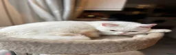 British Shorthair cats for sale: Gccf female British Shorthair kitten  - Advert 11