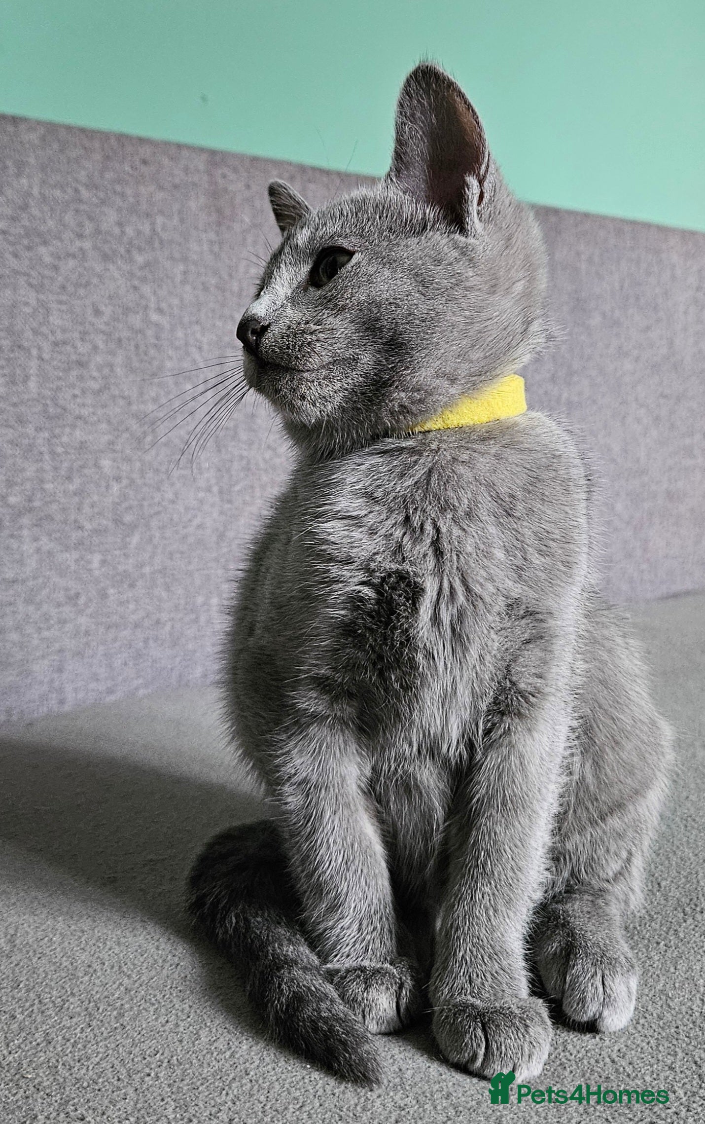 Russian Blue cats TICA Russian Blue  - Advert 2
