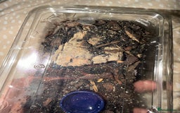 Tarantulas invertebrates for sale: salmon pink juvenile  - Advert 4