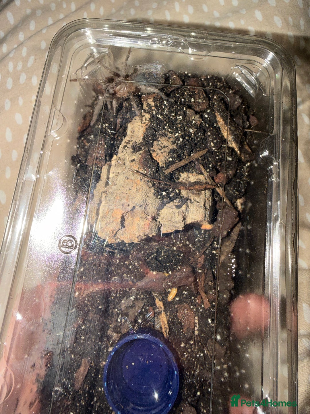 Tarantulas invertebrates for sale: salmon pink juvenile  - Advert 4