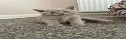 British Shorthair cats for sale: 🐾 GCCF REGISTERED BRITISH SHORTHAIR KITTENS 🐾 - Advert 6