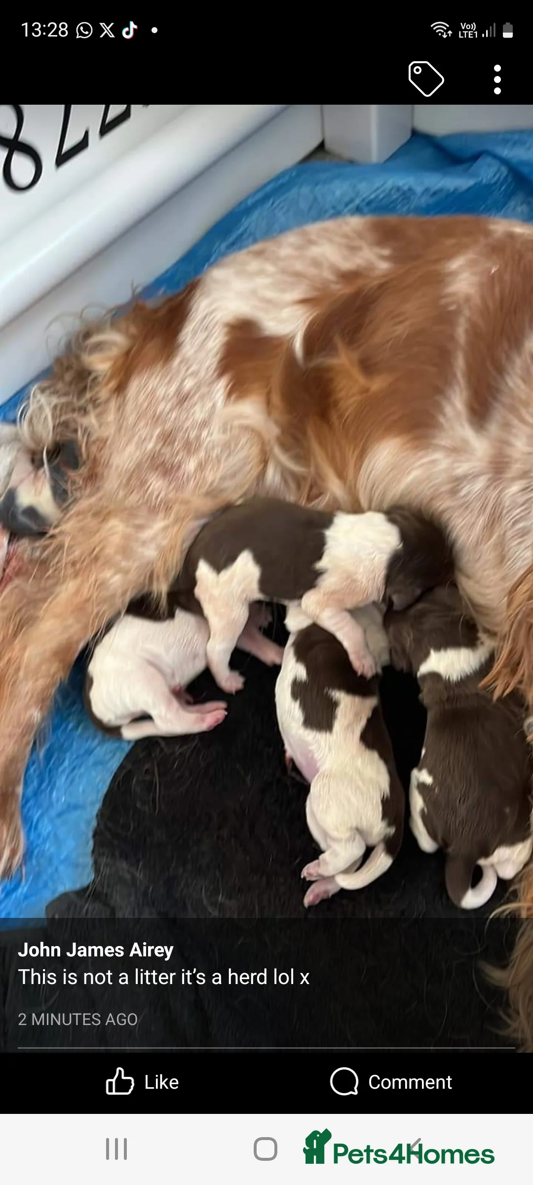 Miniature Poodle dogs for stud: Flix & Jigs KC registered dna health/colour tested in Crowthorne - Advert 3