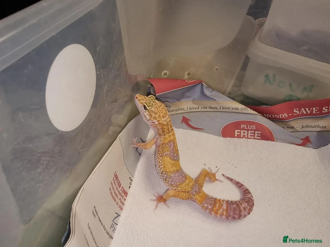 Leopard Gecko reptiles for sale: Leopard Gecko - Advert 3