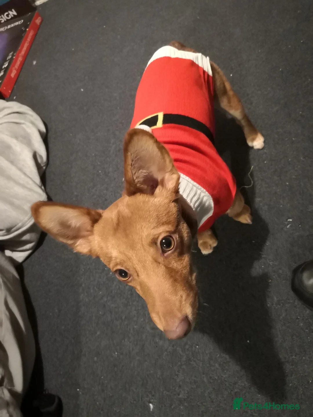 Jack Russell dogs for sale: 15 month old jack Russell in Hemel Hempstead - Advert 11