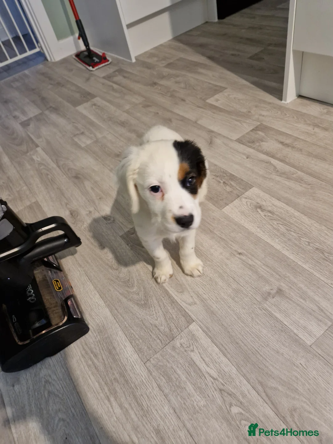 Mixed Breed dogs for sale: 12 week old girl - Advert 2