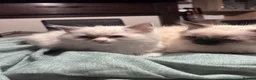 Ragdoll cats for sale: Ragdoll kittens for sale - Advert 4