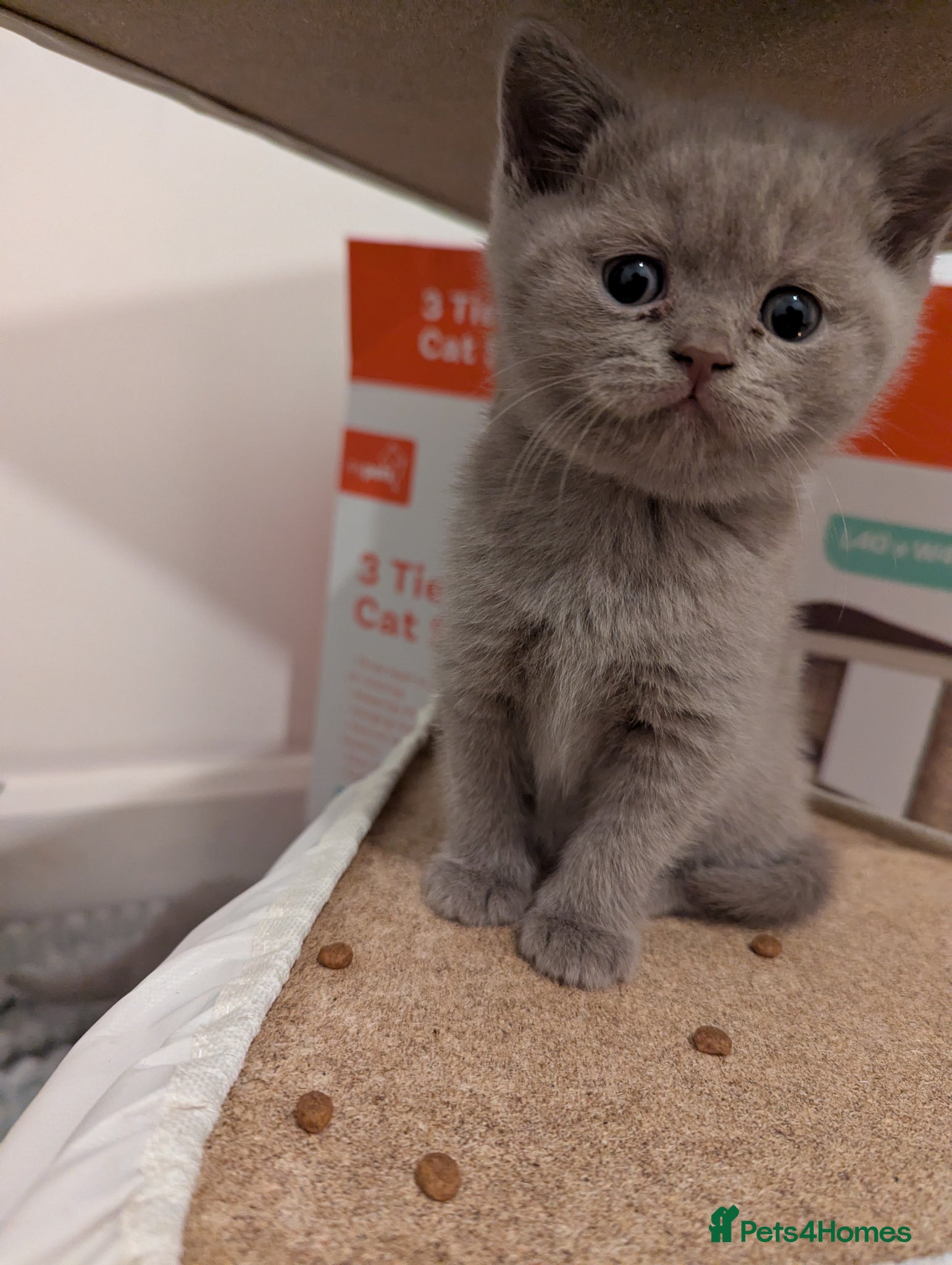 British Shorthair cats Lilac purebred British Shorthair kittens - Advert 1