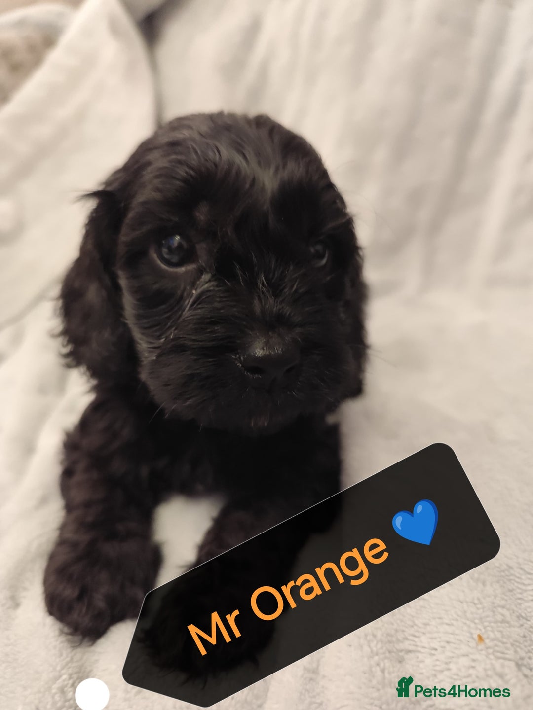 Cockapoo dogs for sale: 🐶Beautiful F1 Cockapoo Puppies🐾 - Image 7