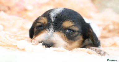 Miniature Dachshund dogs KC Longhair Miniature Dachshund Puppies - Advert 9