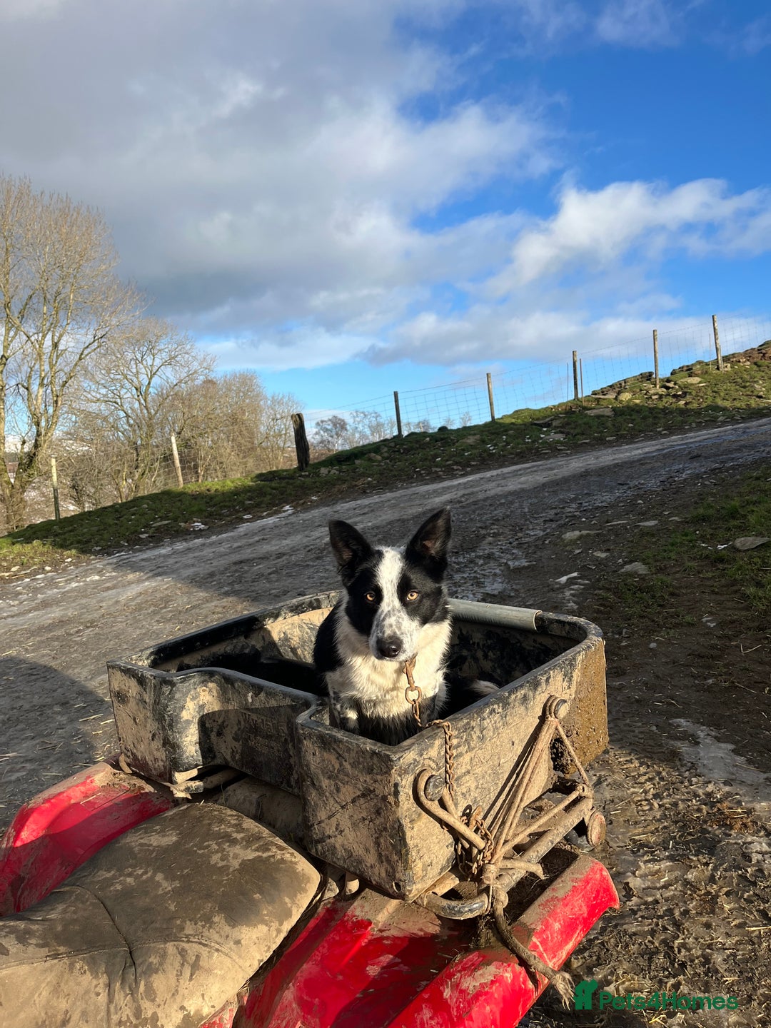 Border Collie dogs for sale: Border collie female - Advert 2