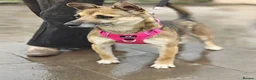 Mixed Breed dogs for adoption: ❤️🐶 ZLATA – GENTLE, THOUGHTFUL in Burton-on-Trent - Advert 5