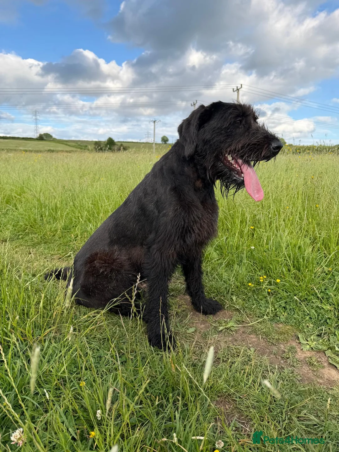 Giant Schnauzer dogs for sale: Giant Schnauzer Female 12 Months Old NOT KC - Advert 2