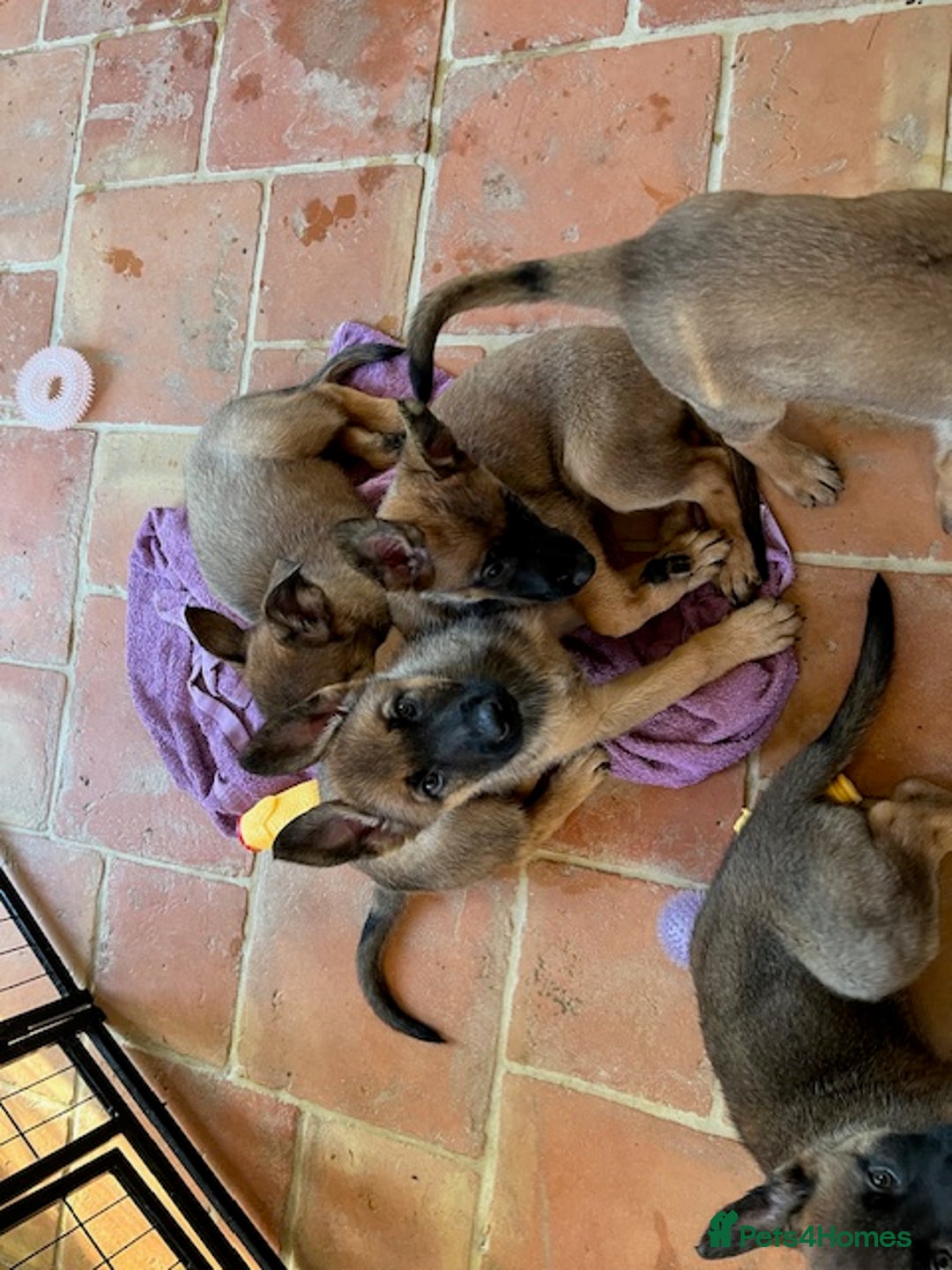 Mixed Breed dogs for sale: Stunning Belgium malinois  - Image 15