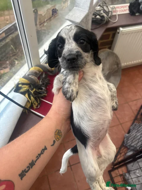 Sprocker dogs Sprocker Spaniels- trusted breeder  **  - Advert 2