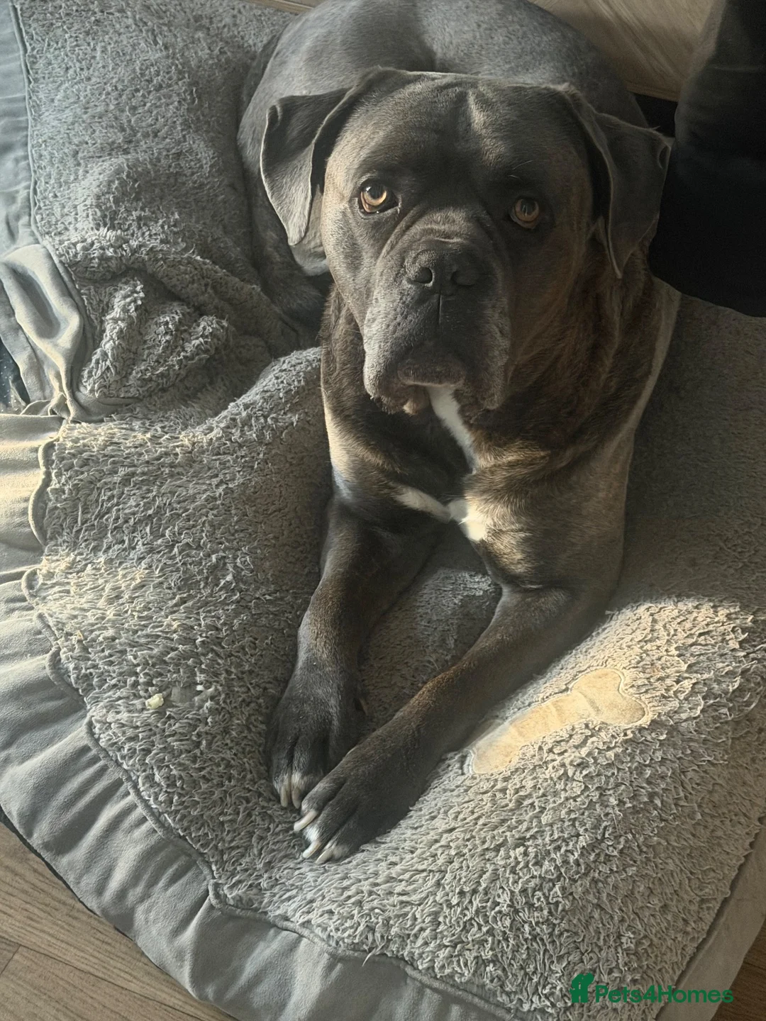 Cane Corso dogs for sale: CANE CORSO Male 5 Years  in Wantage - Advert 2