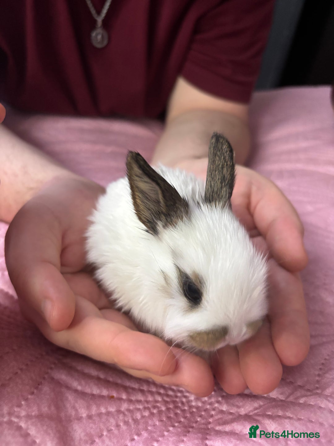 Mixed Breed rabbits for sale: 7 Gorgeous mixed dwarf hotot minilops  - Advert 6
