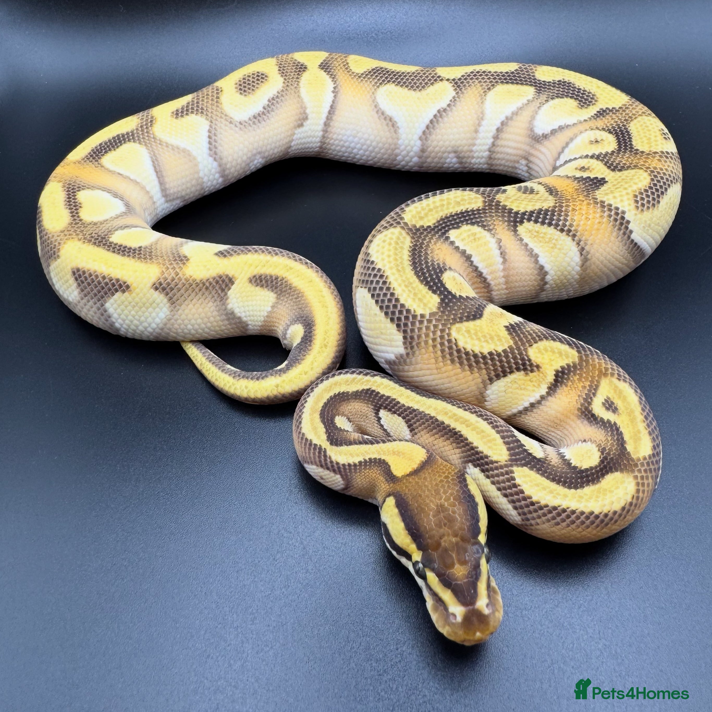 Python Snake reptiles Male Orange Dream Yellow Belly Mojave Enchi - Advert 1