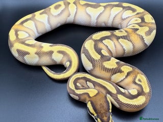 Python Snake reptiles Male Orange Dream Yellow Belly Mojave Enchi - Advert 1