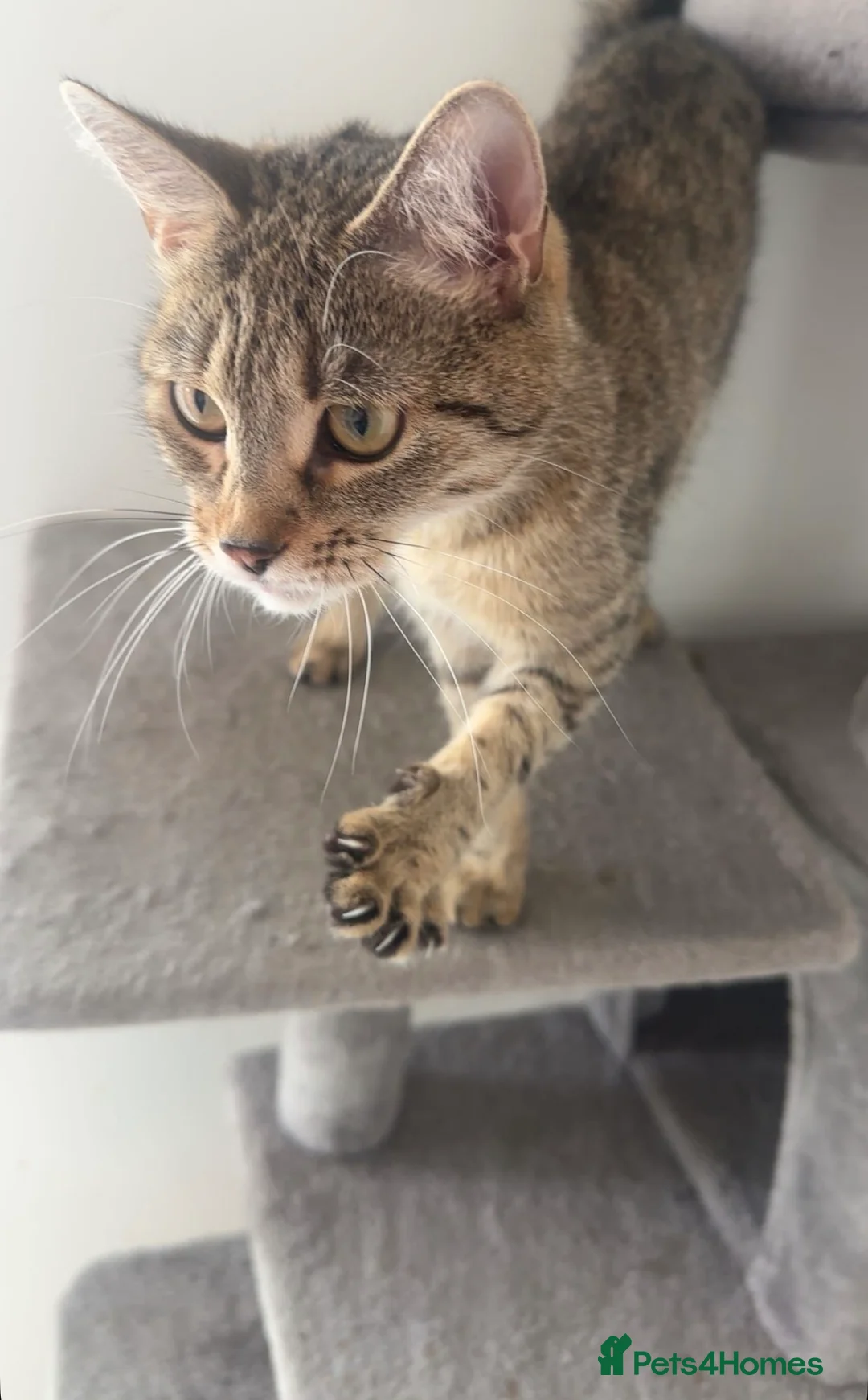 Domestic Shorthair cats for sale: 4 year old domestic shorthair tabby for sale in London - Advert 3
