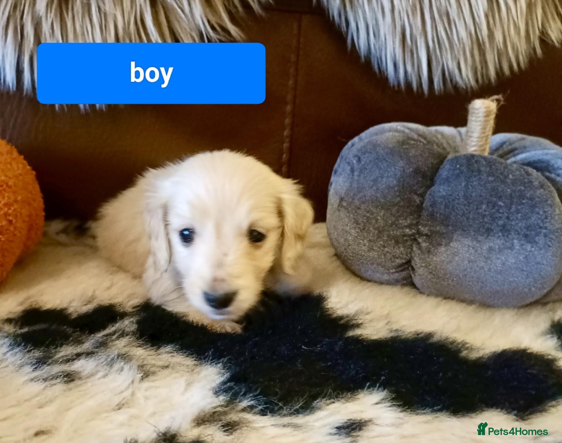 Miniature Dachshund dogs Quality Longhaired mini dachshund trusted breeder  - Advert 2