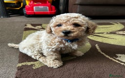 Poochon dogs for sale: Absolutely amazing Poochon Puppies - Image 31