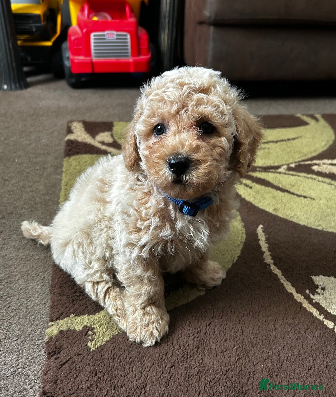 Poochon dogs for sale: Absolutely amazing Poochon Puppies - Image 31