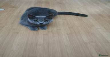 British Shorthair cats - Advert 1