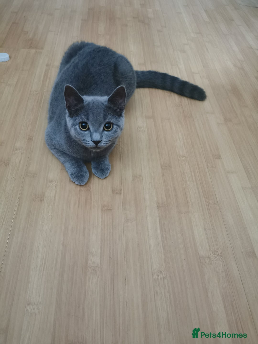 British Shorthair cats for sale:  British shorthair kittens ready to go  - Image 2