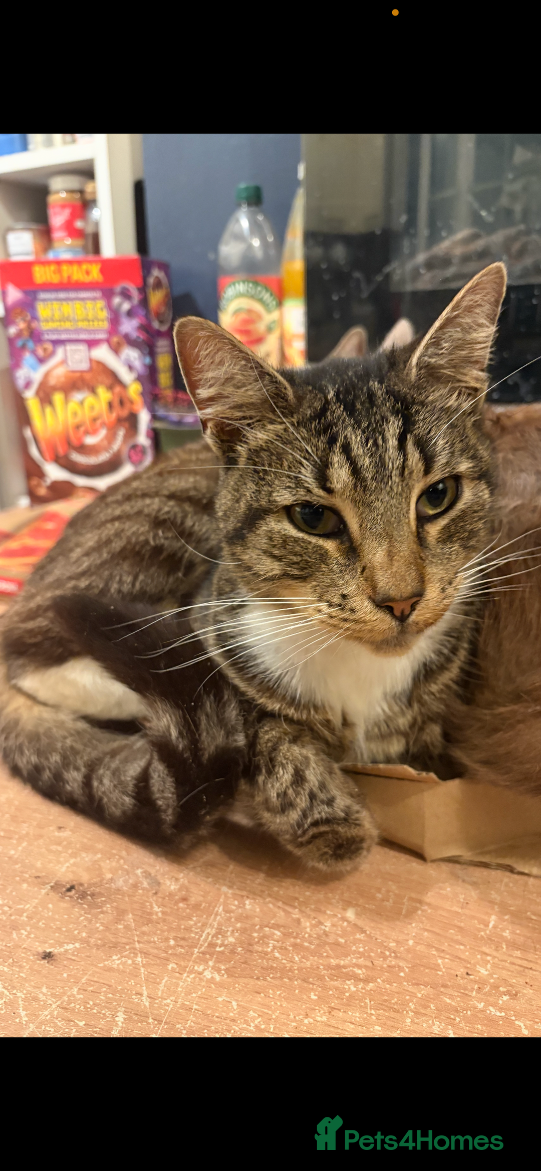 British Shorthair cats for sale: Darwin  - Advert 2