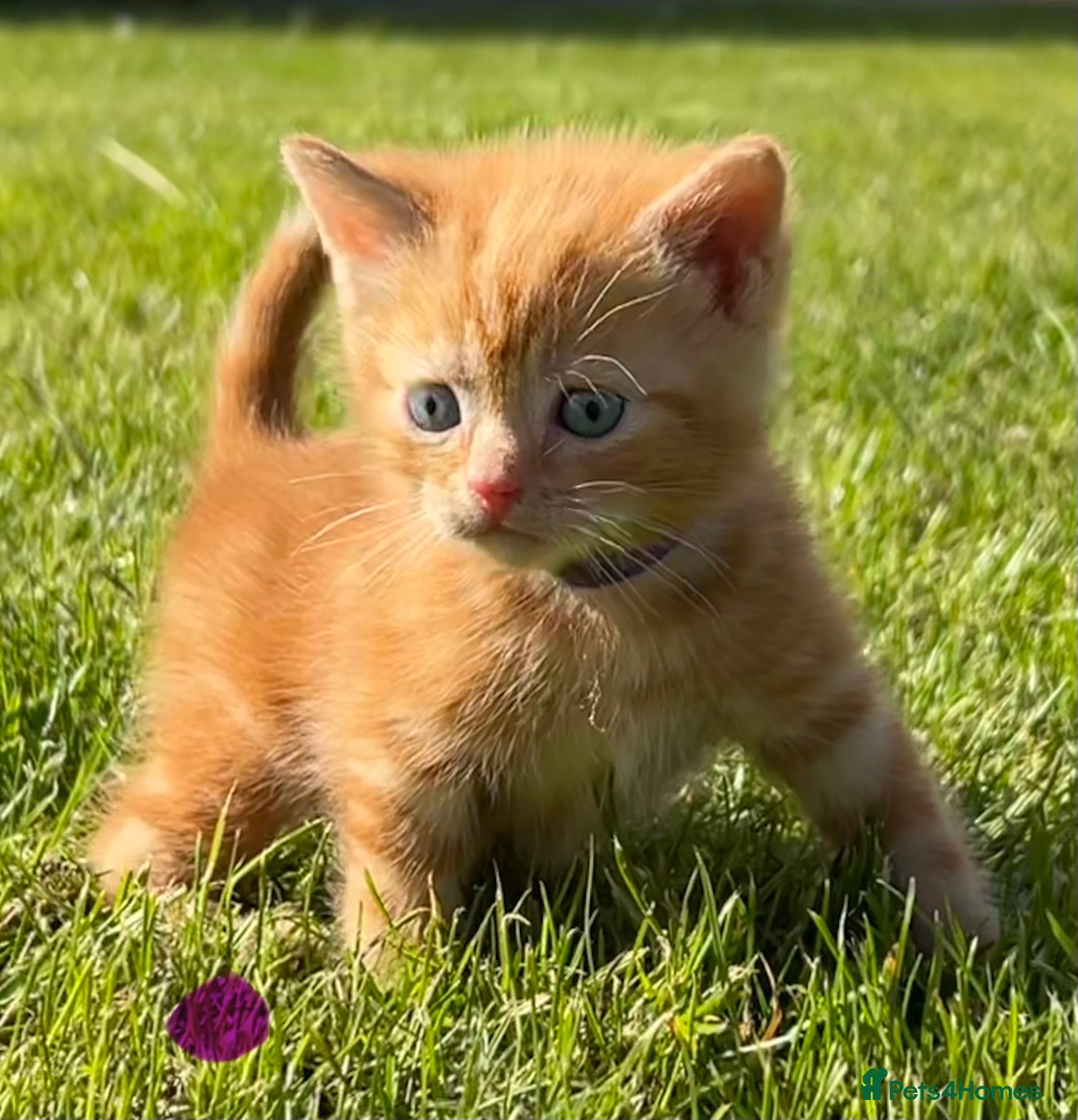 Mixed Breed cats FEMALE Pure Ginger Mackerel Tabby - Advert 11