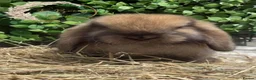 Mini Lop rabbits for sale: Gorgeous Pure Bred Mini Lops - Advert 12