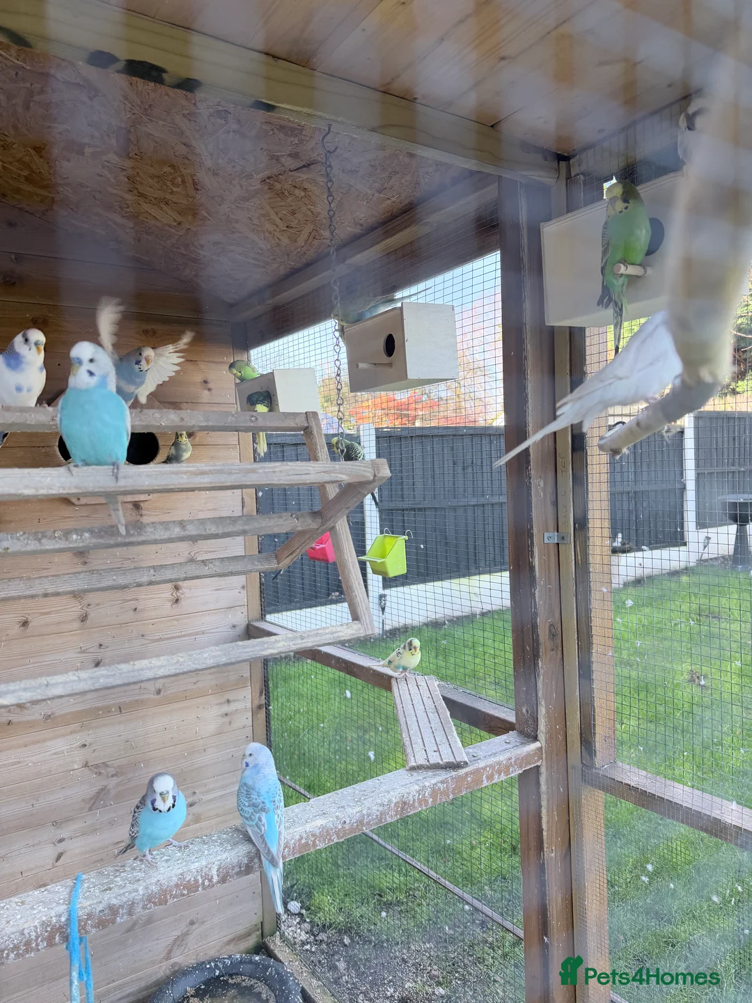 Budgerigars birds for sale: Beautiful budgies  in Derby - Advert 2