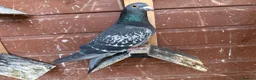 Pigeons birds for sale: Quality 2025 Racing Pigeon Pairs Available - Advert 5