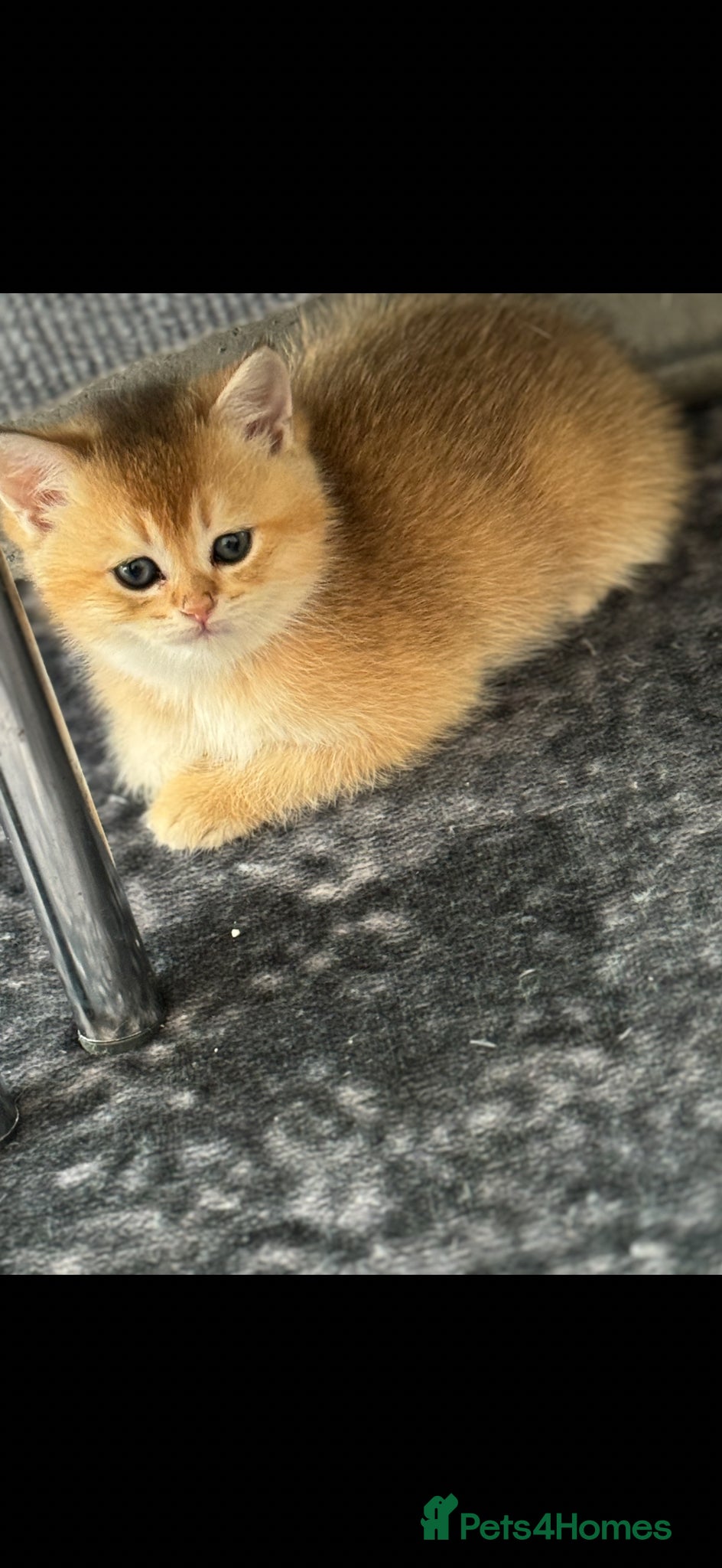 Scottish Fold Kitten 4
