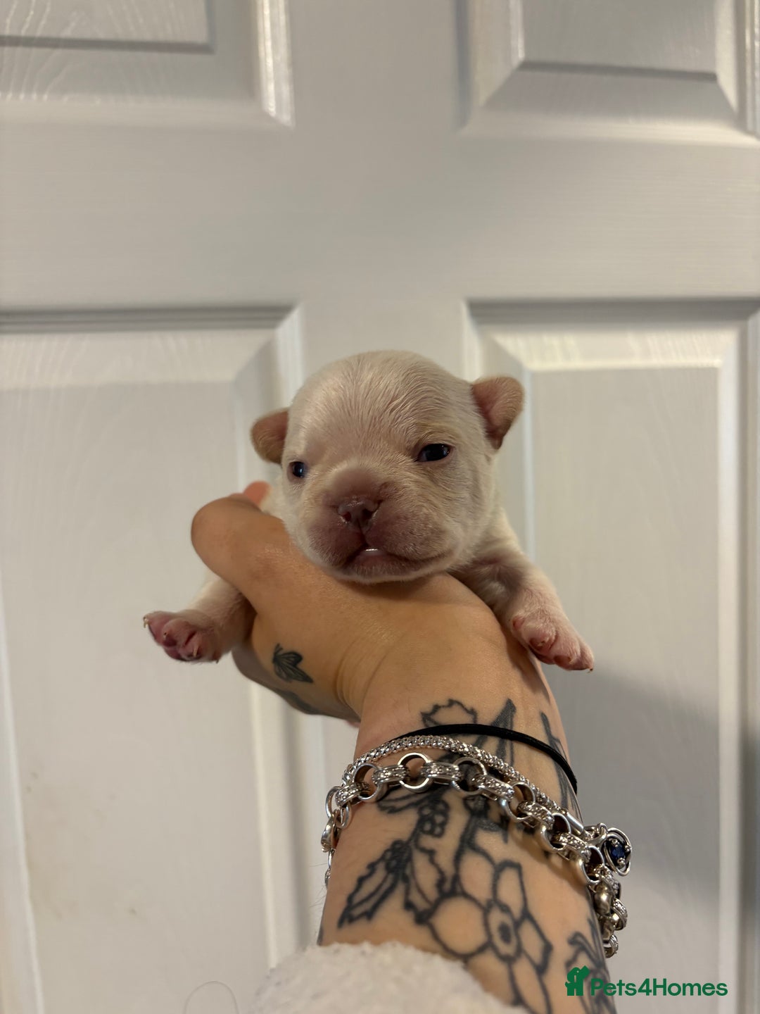 French Bulldog dogs for sale: The final 3 Kc registered French Bulldogs🐾 - Image 13