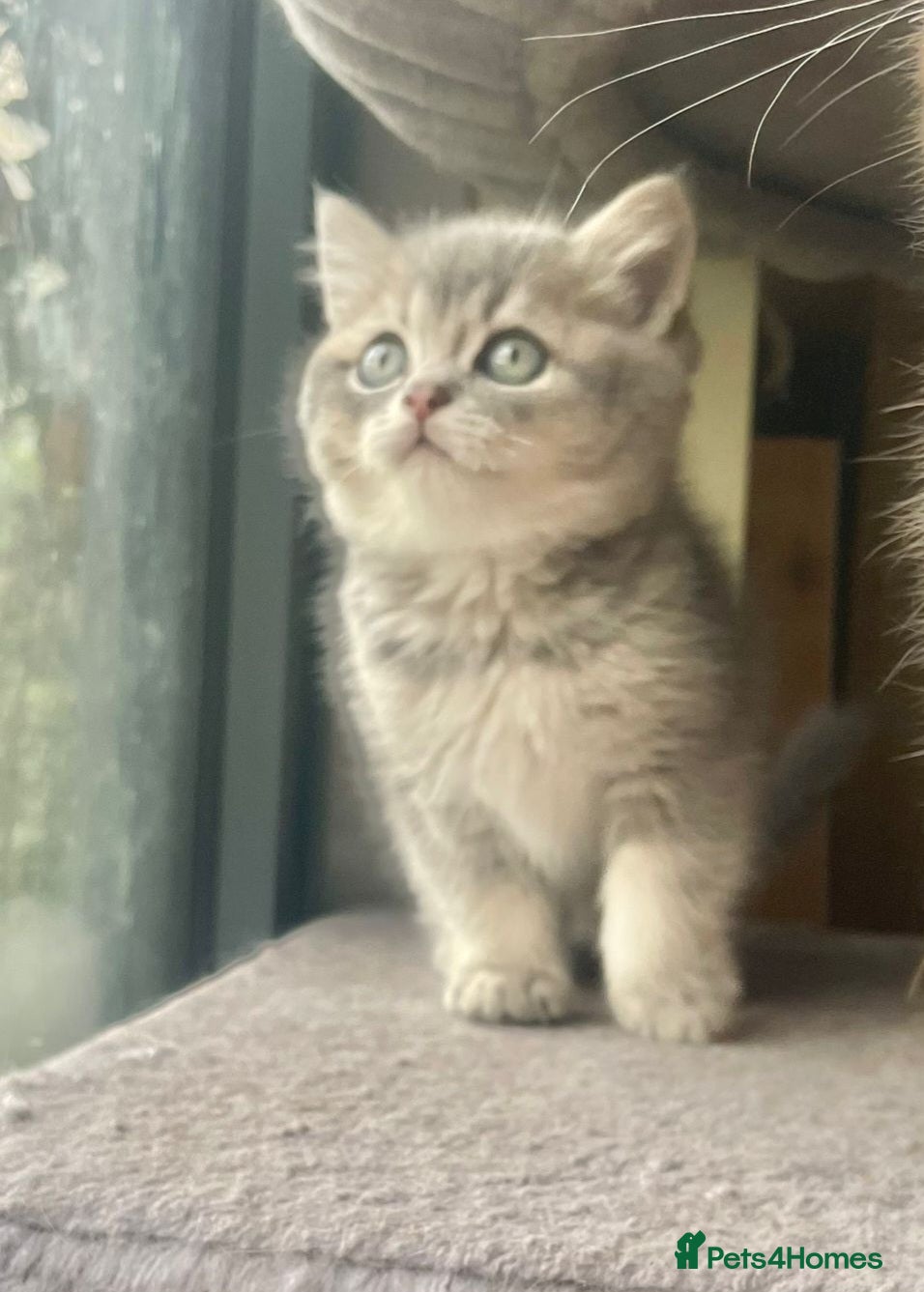 British Shorthair cats for sale: Silver/Blue Golden British Shorthair  - Advert 1