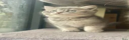 British Shorthair cats for sale: Silver/Blue Golden British Shorthair  - Advert 1
