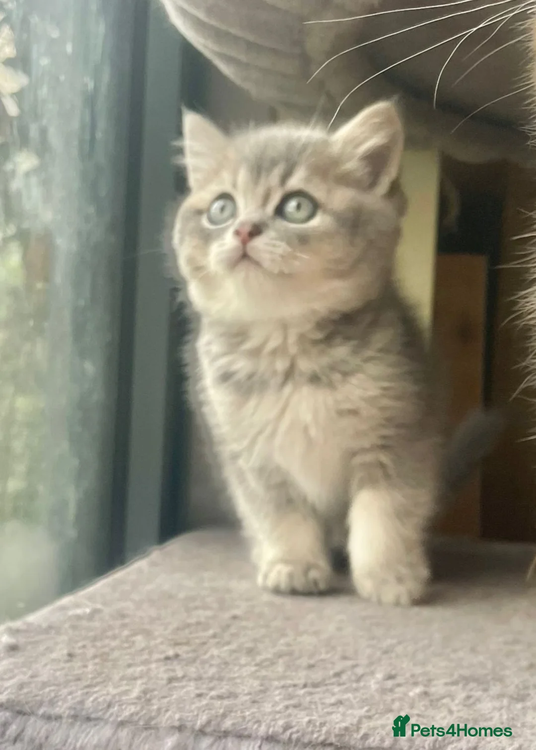 British Shorthair cats for sale: Silver/Blue Golden British Shorthair  - Advert 1