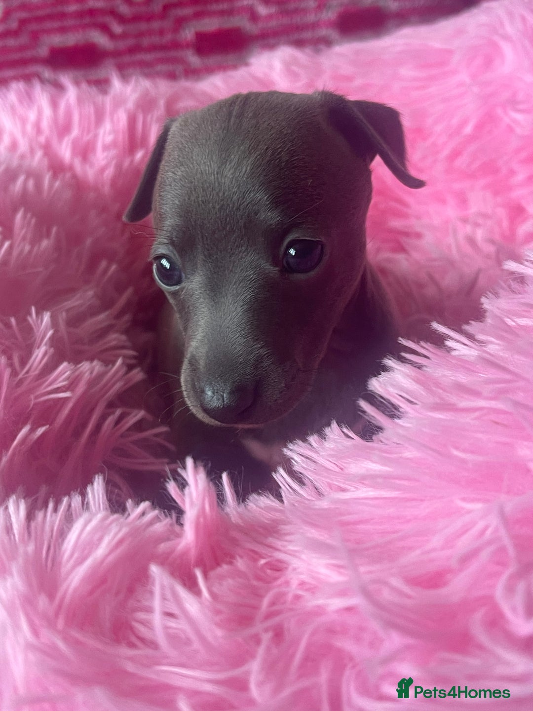 Italian Greyhound dogs for sale: Italian greyhound puppy - Advert 1