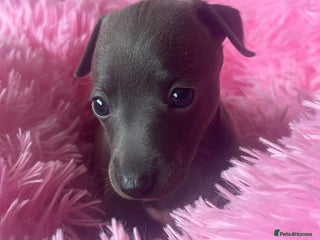 Italian Greyhound dogs - Advert 1