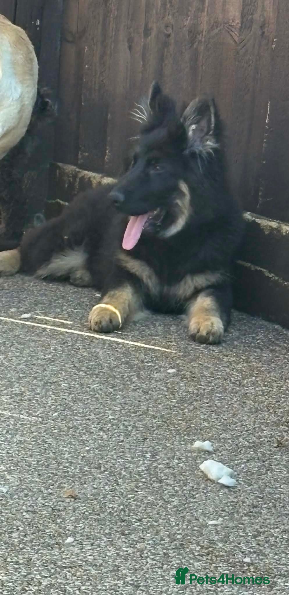 German Shepherd dogs German Shepard girl - Advert 6