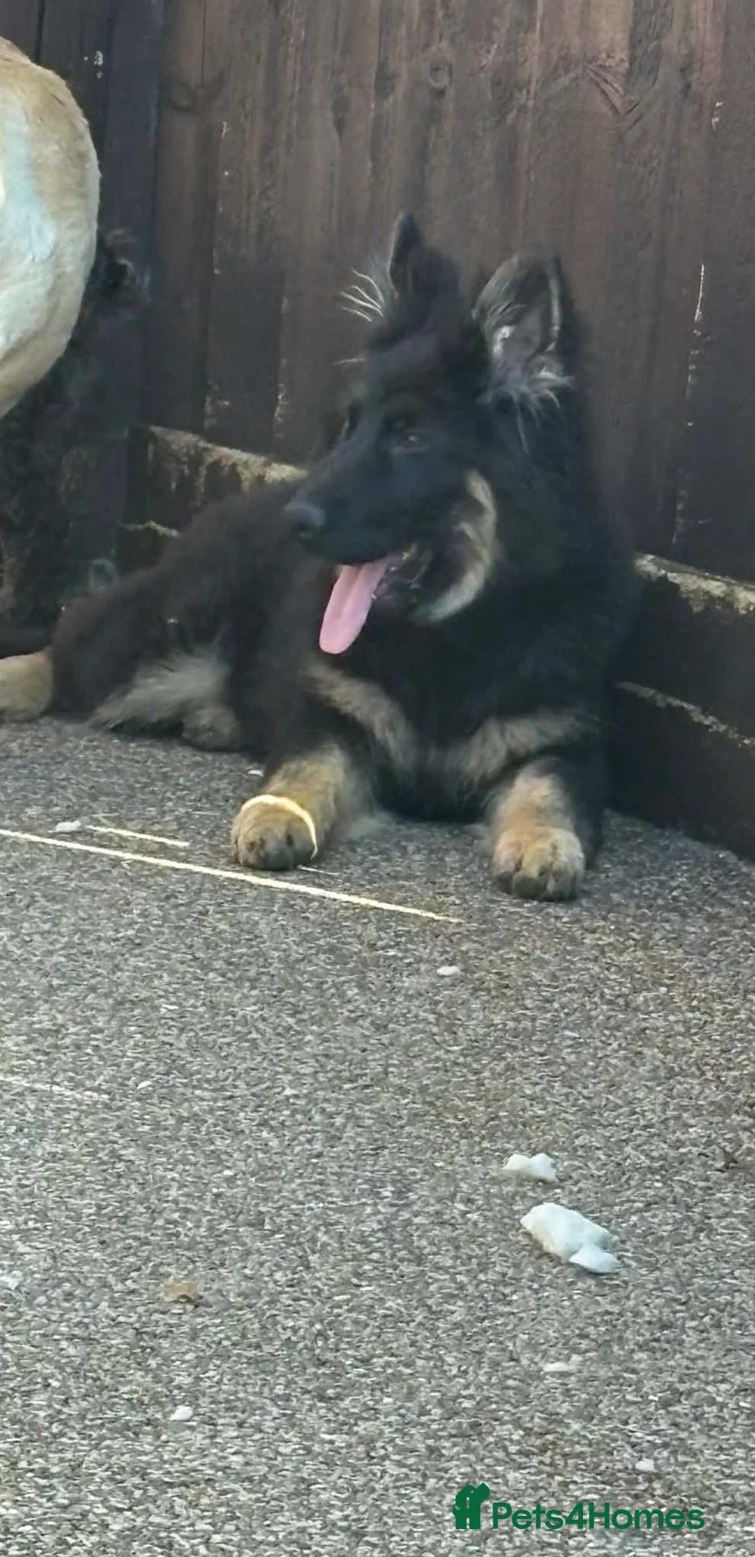 German Shepherd dogs for sale: German Shepard girl - Advert 1