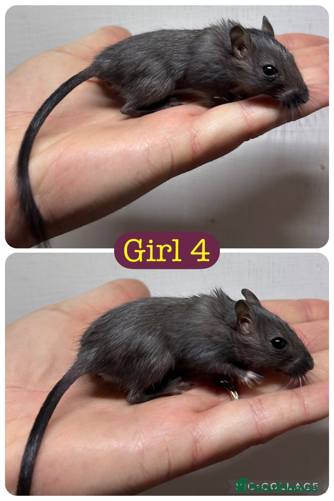 Gerbil rodents for sale: Beautiful friendly baby gerbils  - Image 13