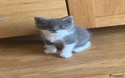 Mixed Breed cats for sale: 🤩🤩 8 beautiful babies 🤩🤩 - Image 1