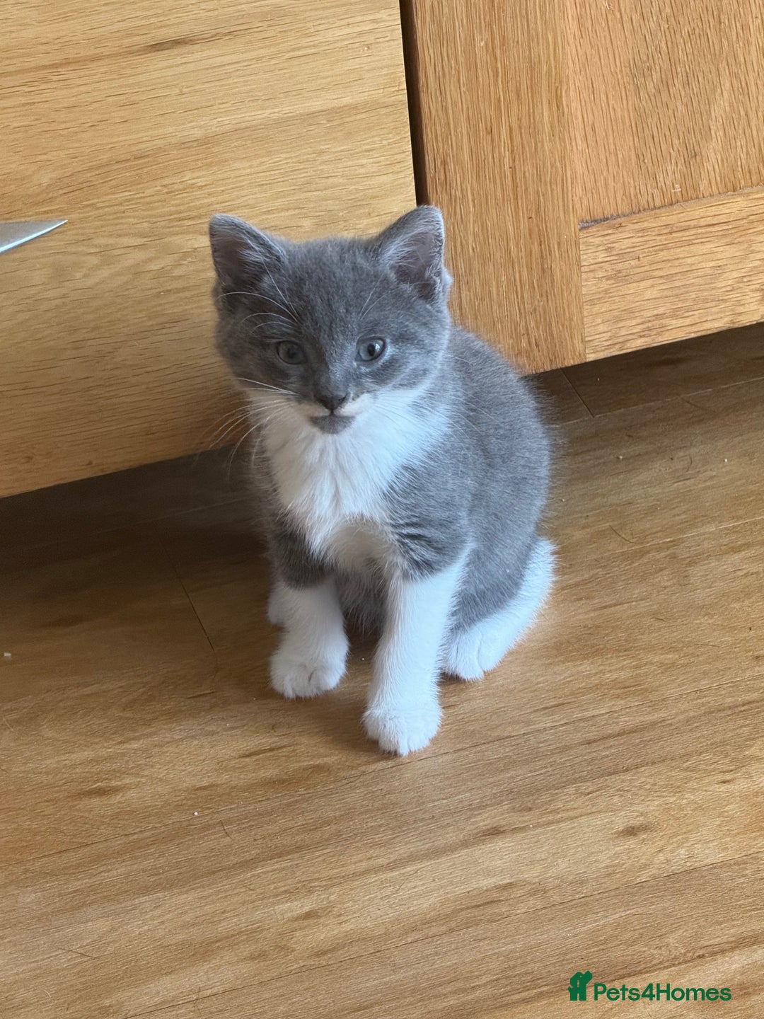 Mixed Breed cats for sale: 🤩🤩 8 beautiful babies 🤩🤩 - Image 1