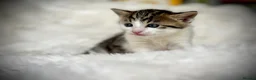 Mixed Breed cats for sale: 🐾 Beautiful Baby Kittens - Ragdoll x Bengal 🐾 - Advert 19