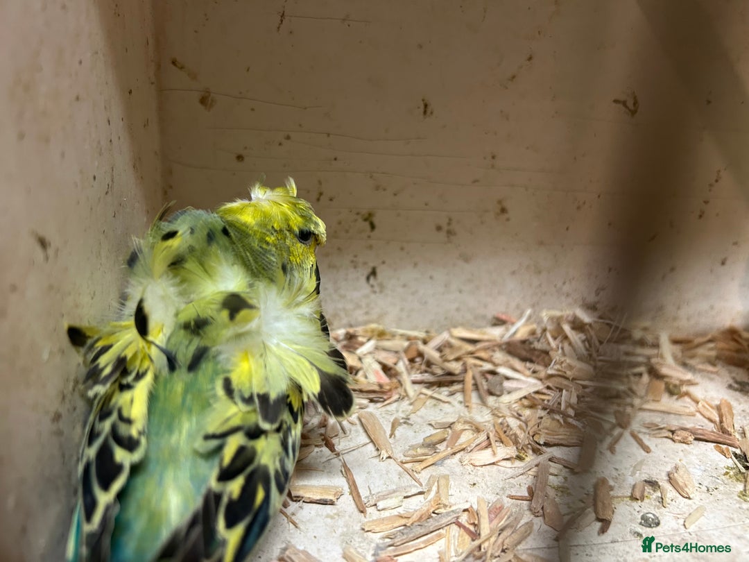 Budgerigars birds for sale: Black Wings and Hagoromo Budgies for Sale - Image 12