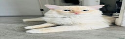 Ragdoll cats for stud: Stud flame point Stormino - Advert 3