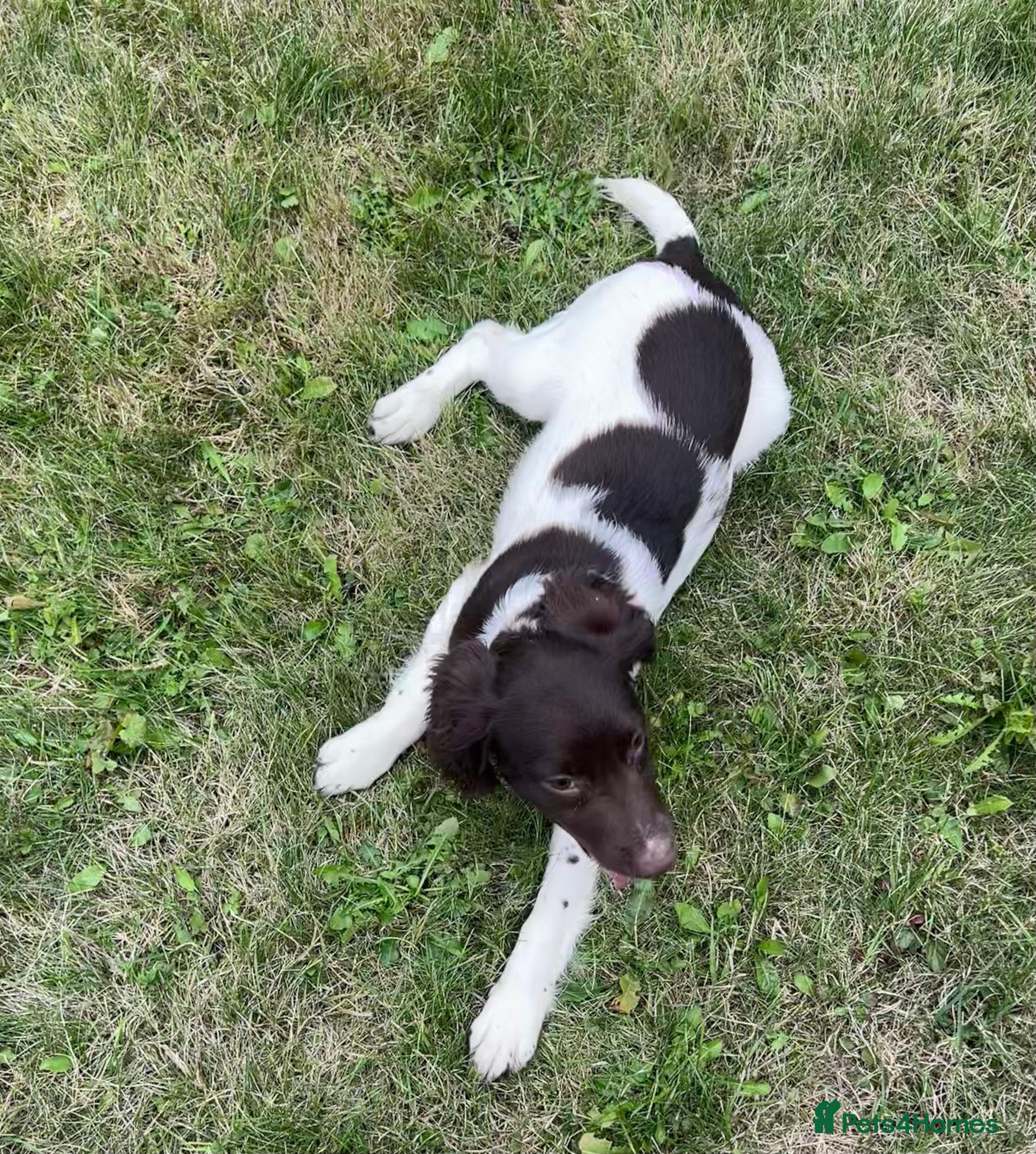 English Springer Spaniel dogs Gorgeous English Springer Spaniels  - Advert 2