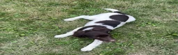 English Springer Spaniel dogs for sale: Gorgeous English Springer Spaniels - Advert 2